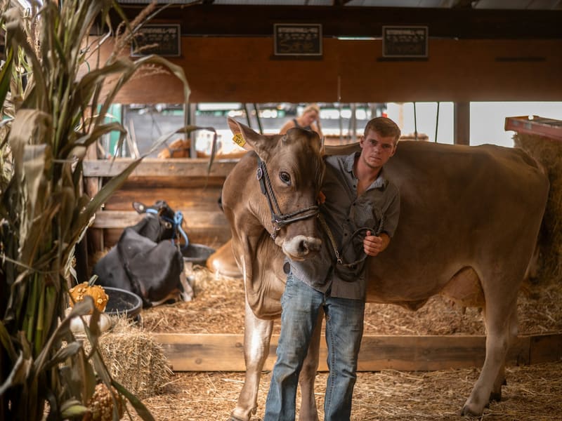 A handler standing beside a cow in a barn