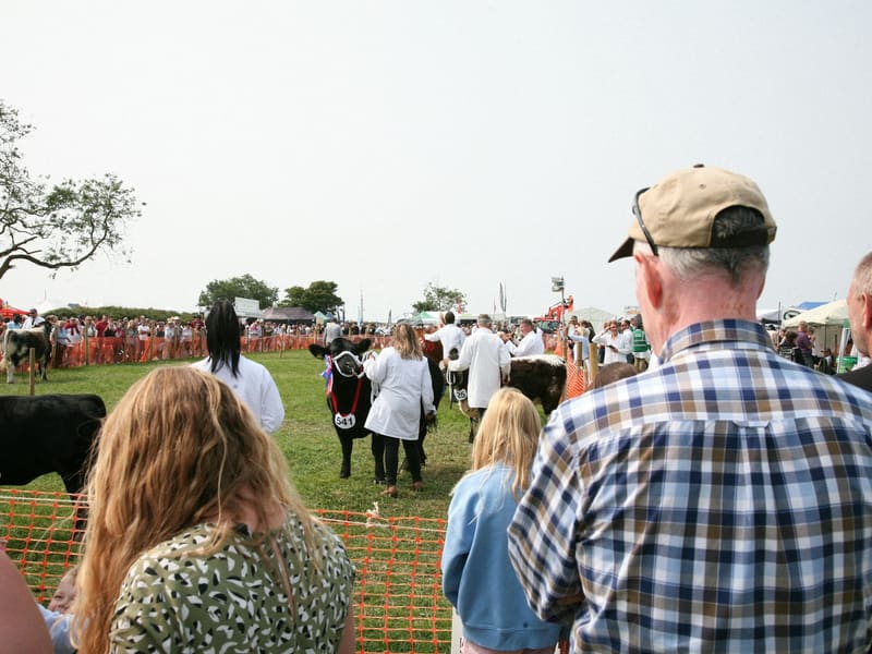 Exhibitors and judges gathered around cattle at a show ring