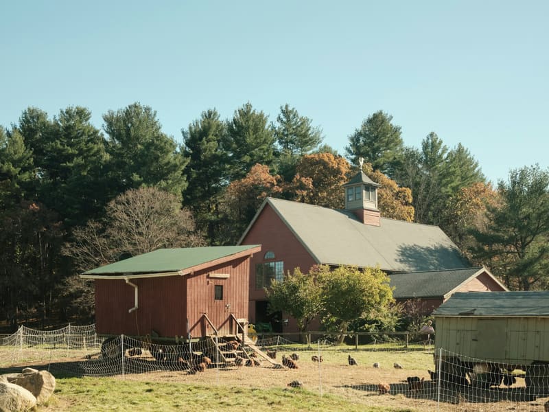 Sheep grazing beside a barn on the fairgrounds